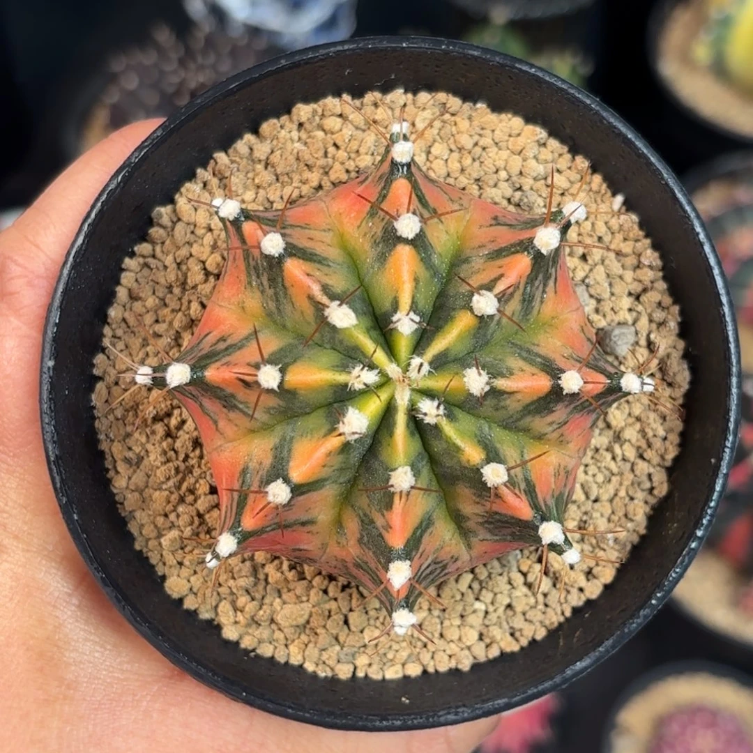 泰系米哈实生仙人球808