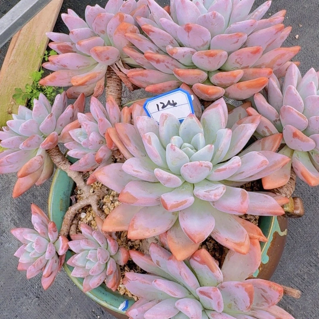 124奥普带盆物流到付凡艺多肉