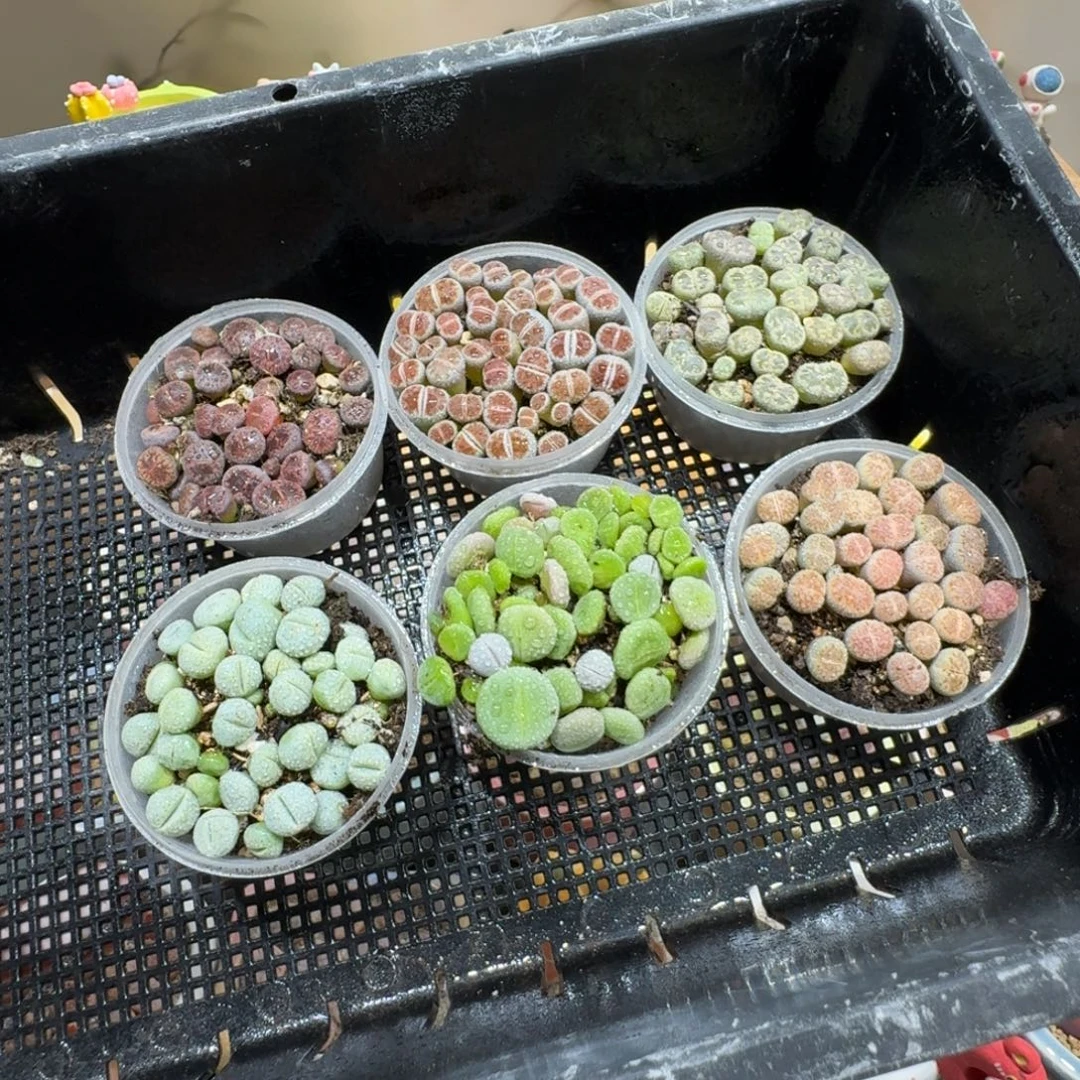 蘑菇1007生石花切糕多肉植物