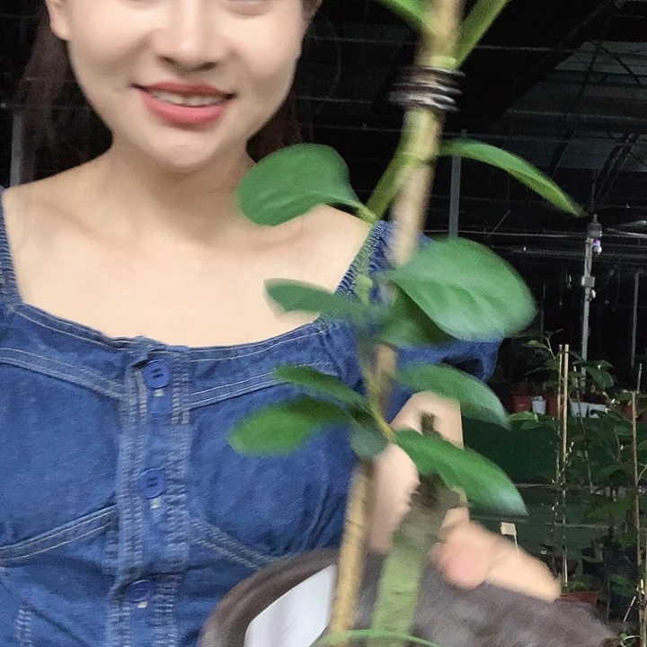 无花朵心嫁接35.8