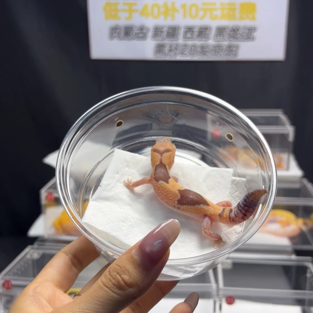 肥尾守宫祖鲁隐橘母温