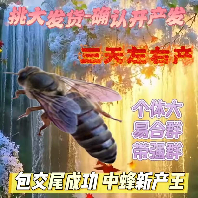 中蜂蜂王种王优质阿坝开产王已交尾蜜蜂王野生双色土蜂中蜂产卵王