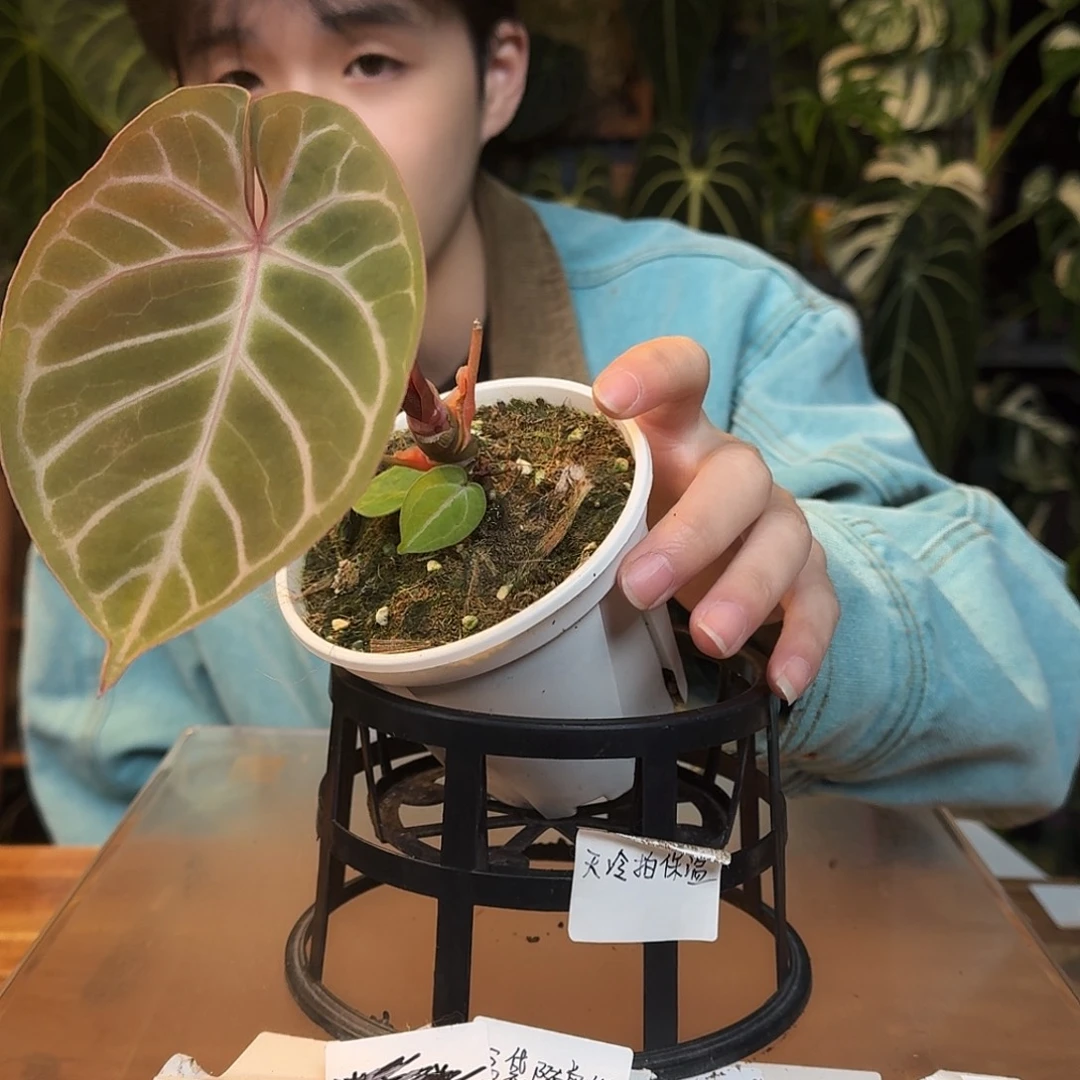 不开花植物K173神奇男孩杂阿波罗