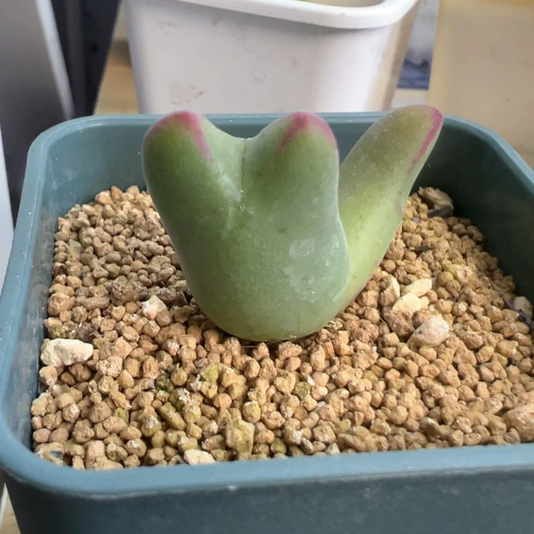 糖****豆豆豆专拍 肉锥植物