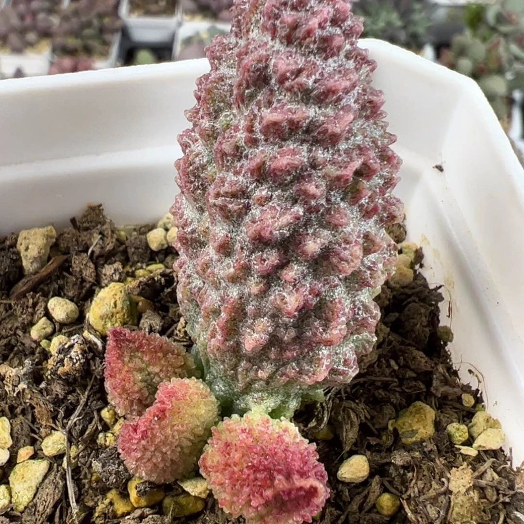 实生底叶苗纹路款麻赖纹路款多肉