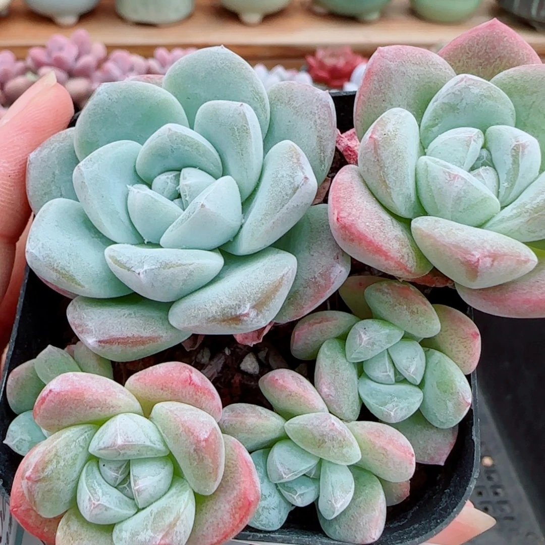 花语逸镜1014-395冰玉