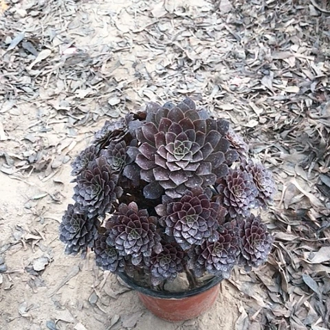 用***7黑铜法师多肉植物2