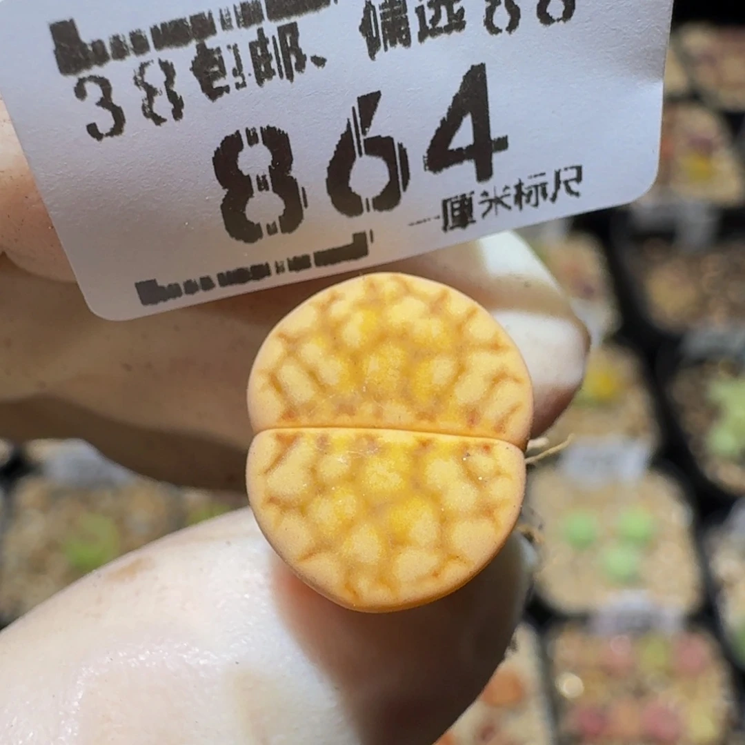 Ssss精品生石花864