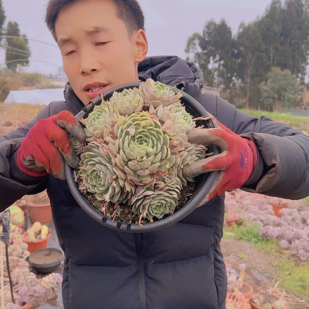 盆栽昂斯诺多肉1颗