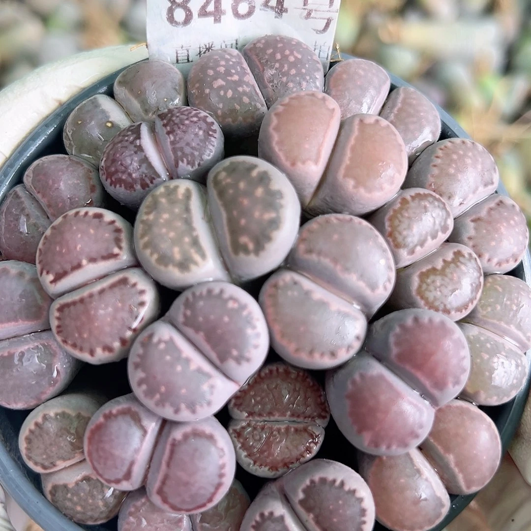 8464 好养易活生石花大母本部分长腿特价处理