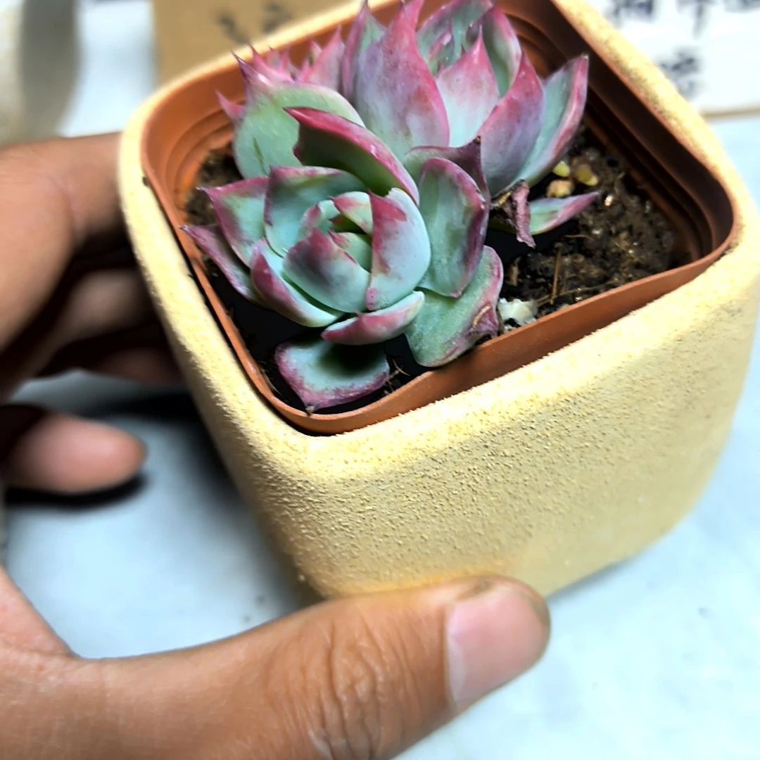 满6元包邮，#惊鸿仙子2/3头小小小