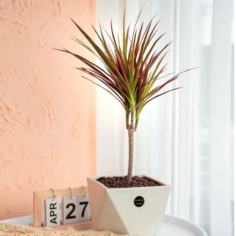 千年木造型马尾铁七彩铁大盆家庭花园阳光高档庭院植物盆栽好养