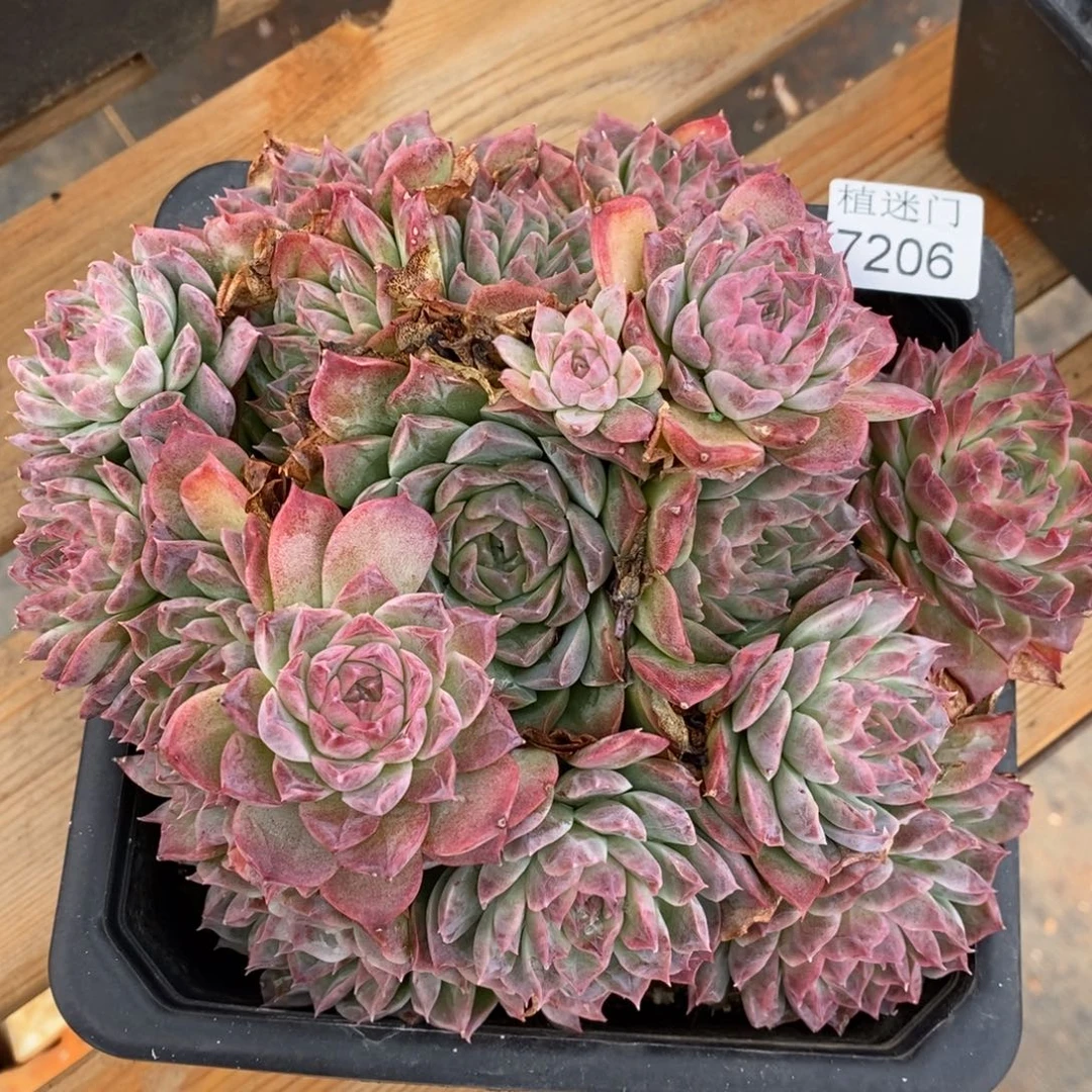 简***爱杂交精品多肉7206~18厘米