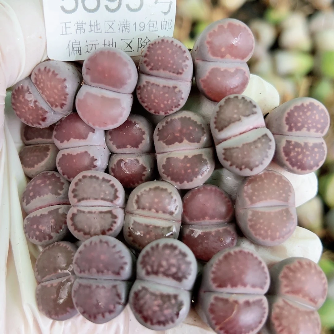 5695 好养易活生石花大母本20个