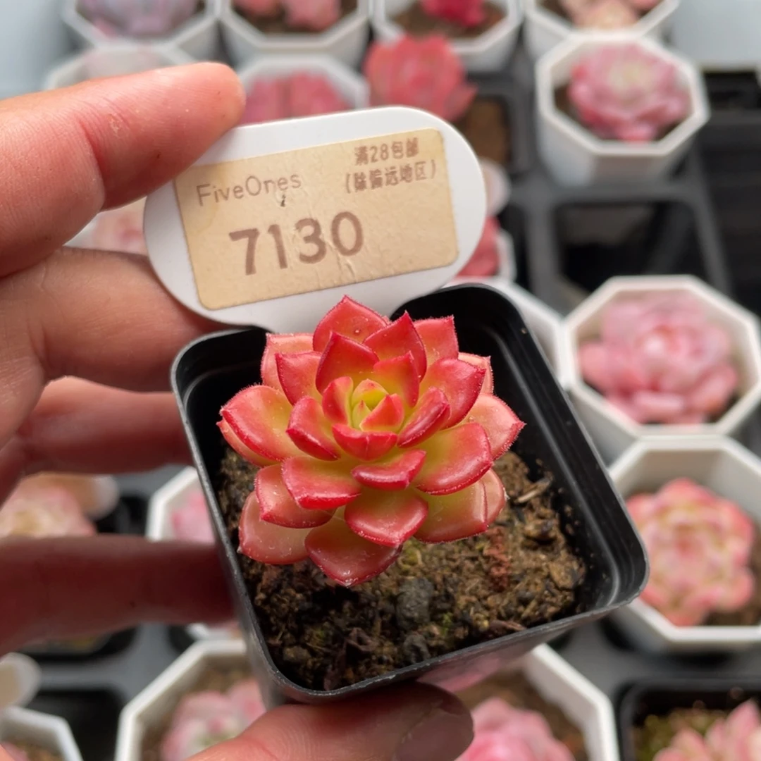 蒂亚7130-3.5厘米