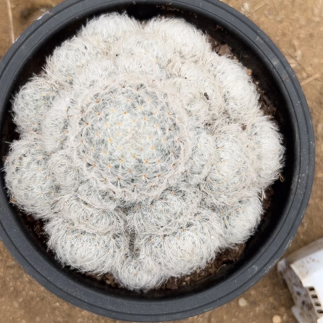 多肉植物白星开花
