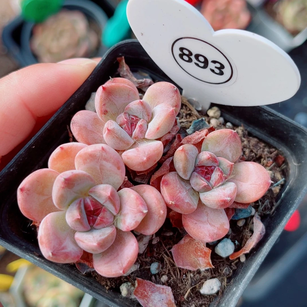 893号小老桩珍妮群3头