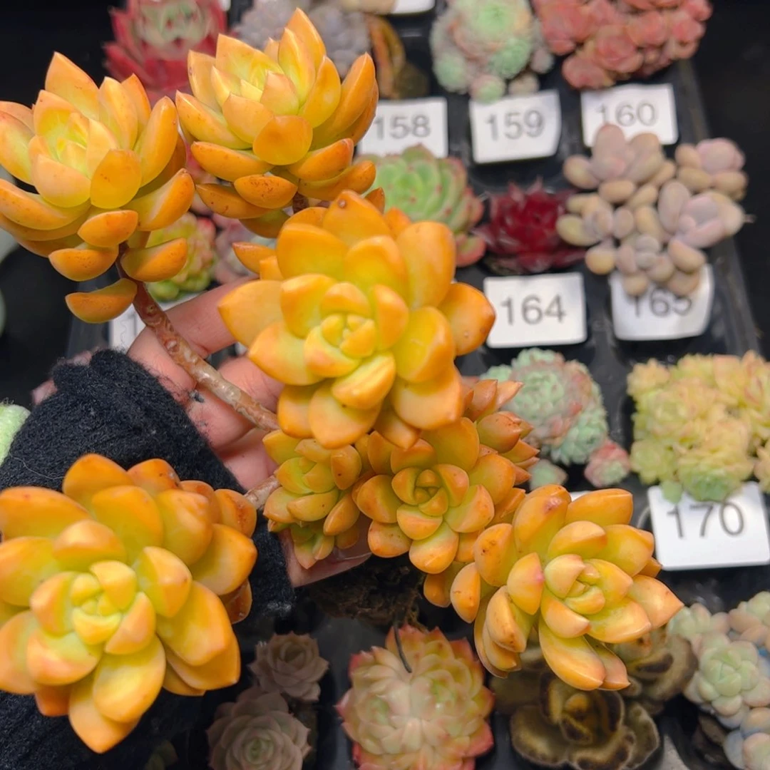 Y***1无土多肉一个………大的