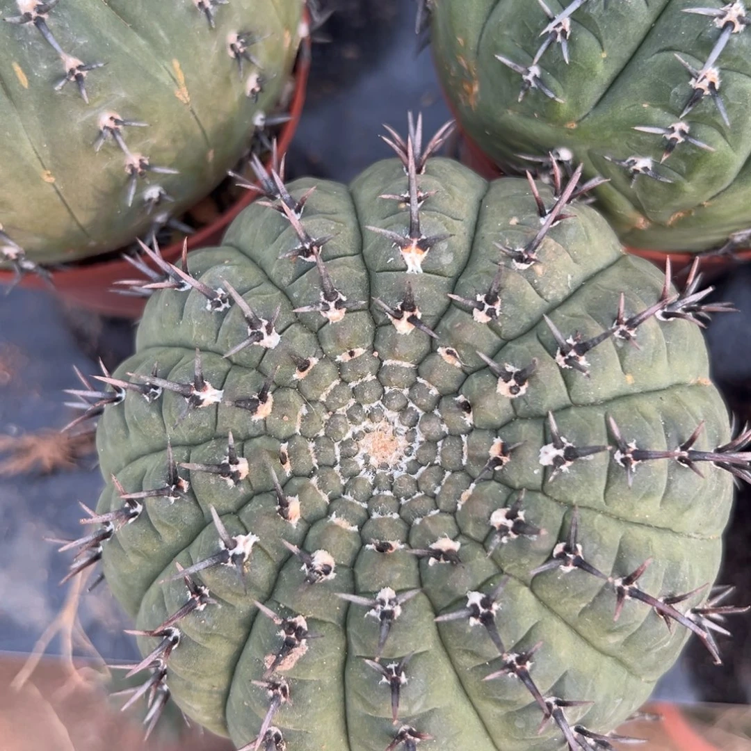 黑刺凤头随机一颗