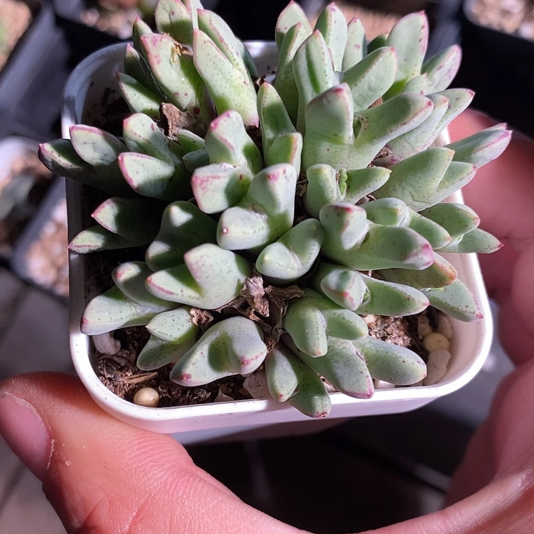 21345。  一盆斑马。