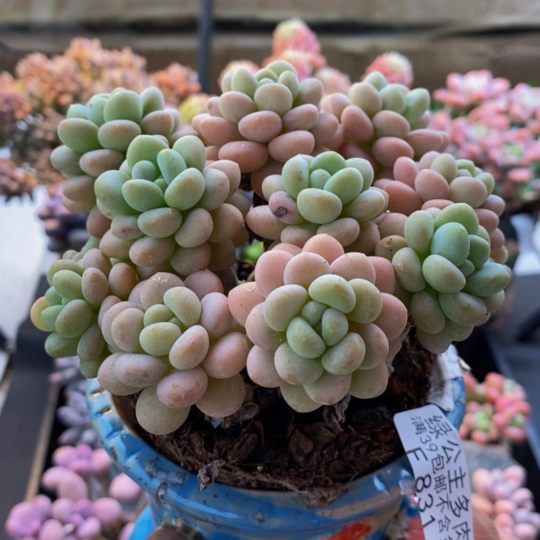 831洛可可10cm多肉