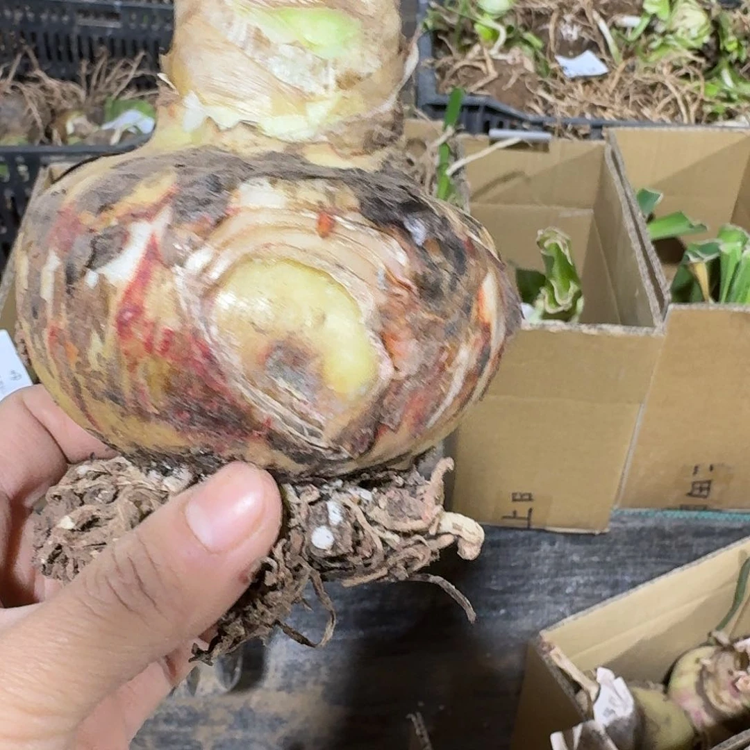 魔幻之旅8+残次不包养护