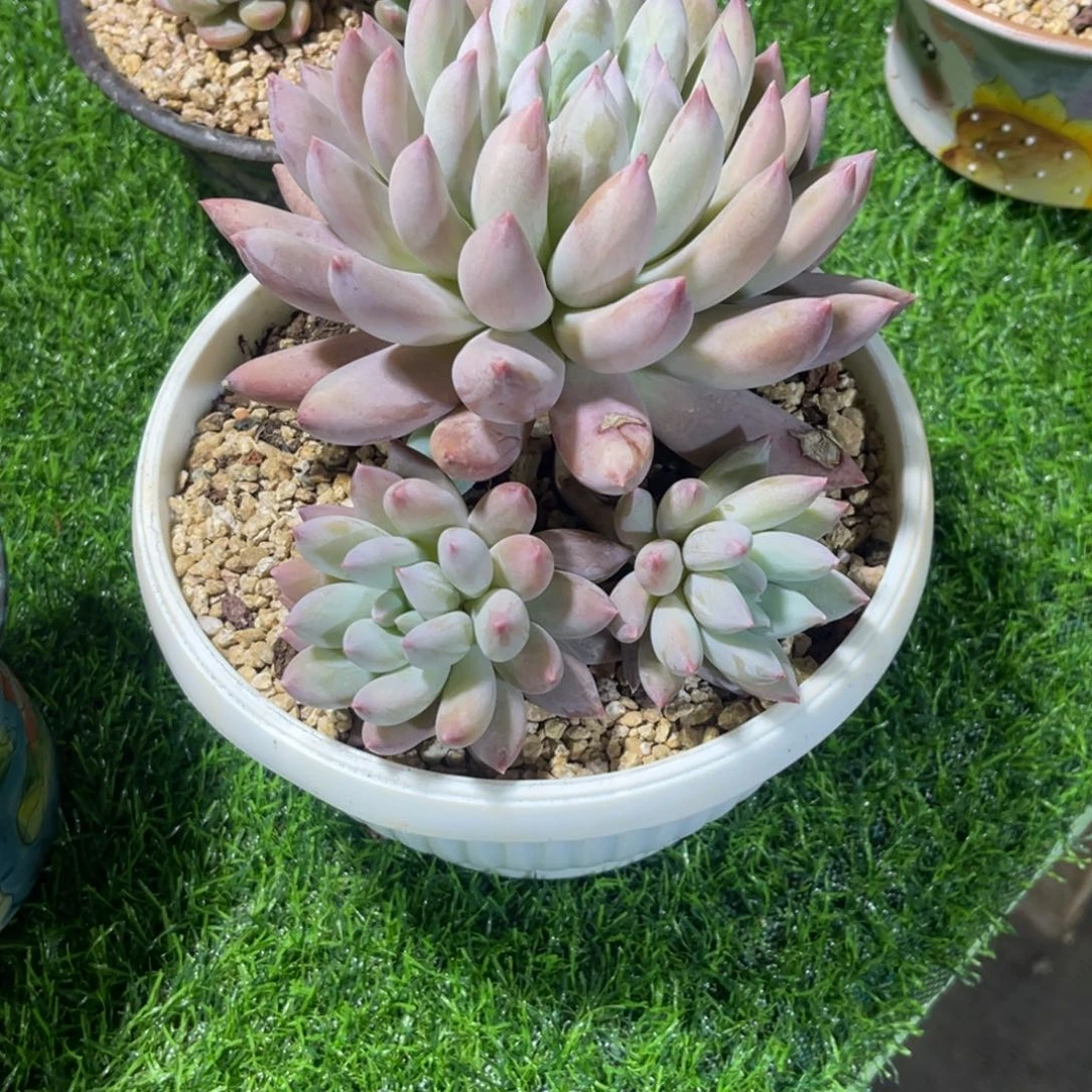 随*所罗门，寄养，姐……