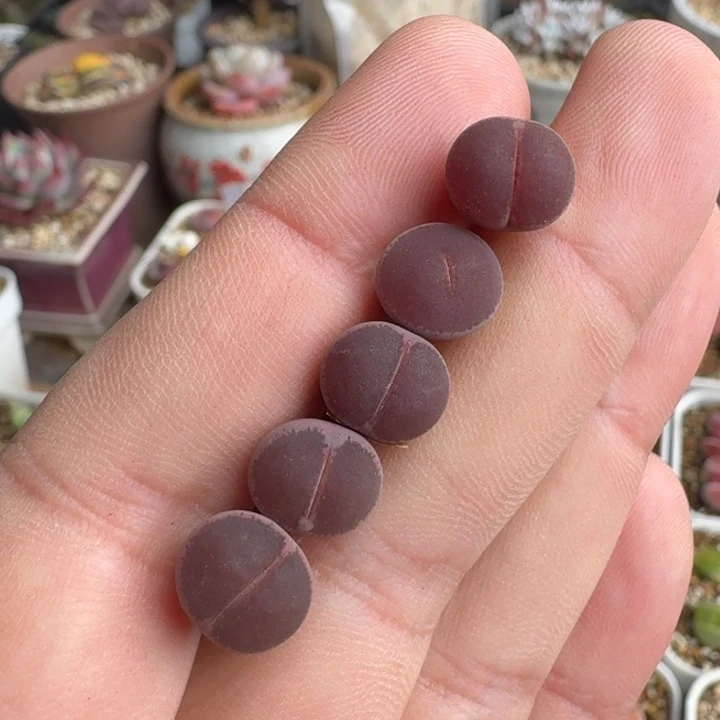 F366全窗酒红回交版一年多