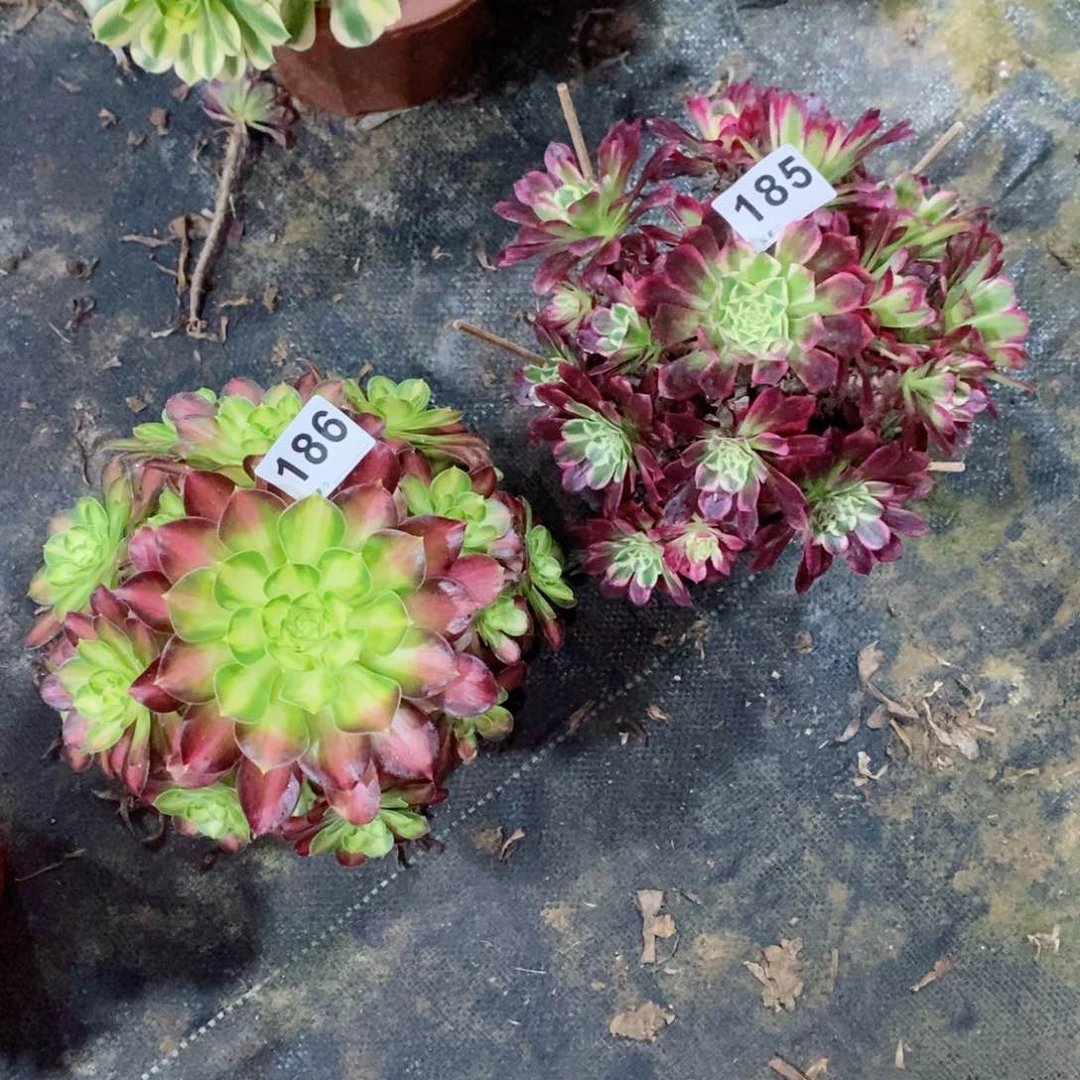 组合185186多肉1111