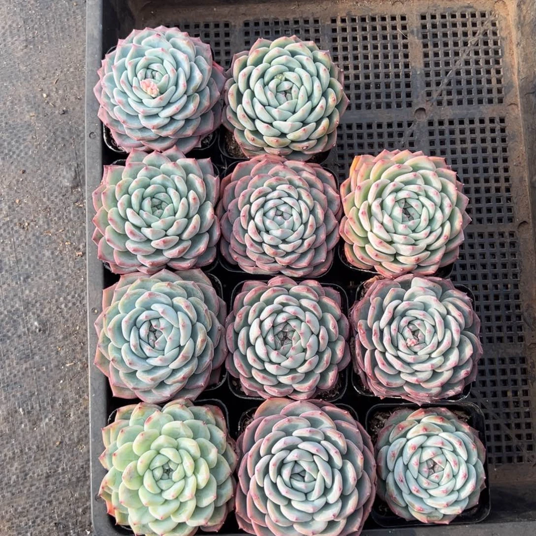 水梦，图中任意一颗，尺寸6+