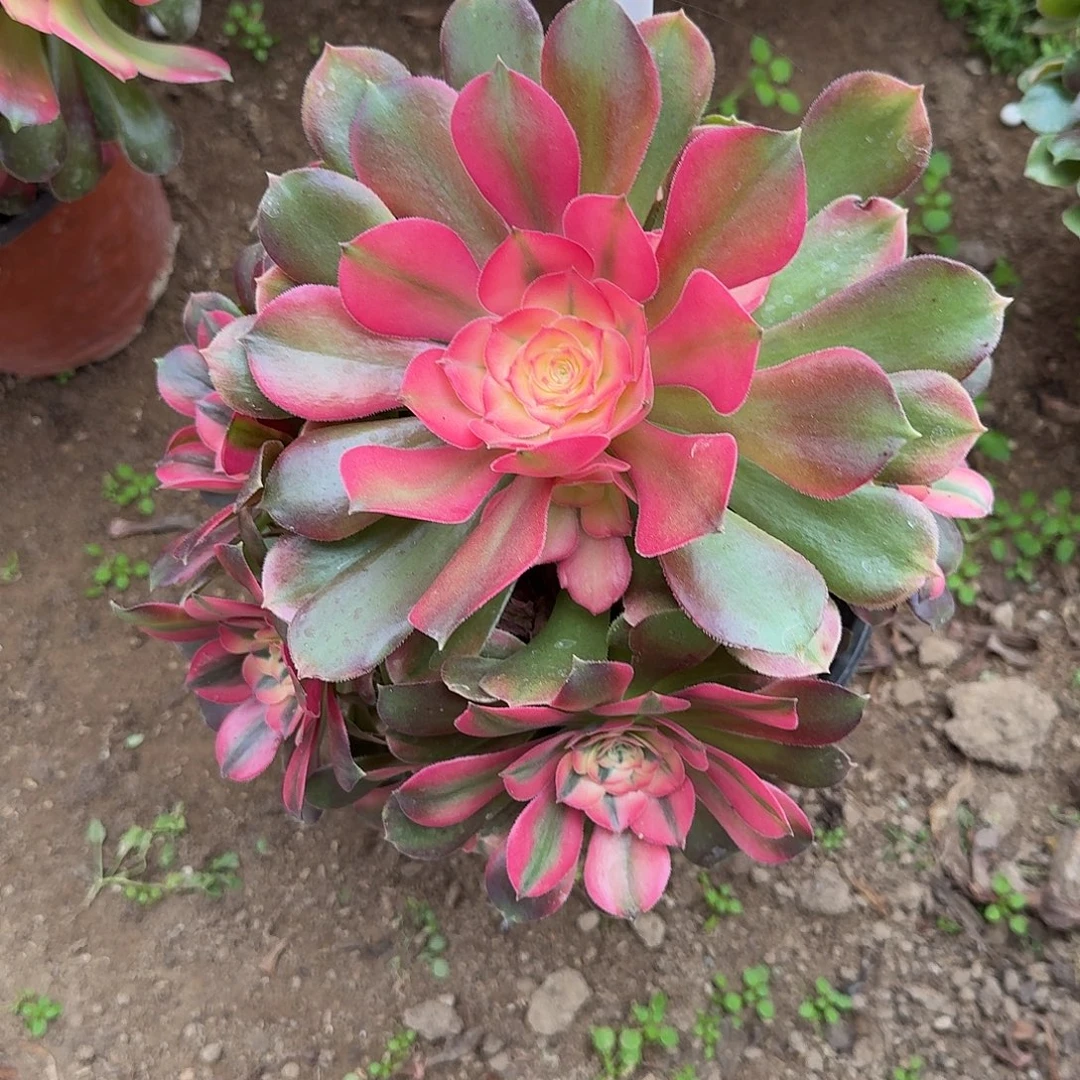 4503香妃多肉法师多肉