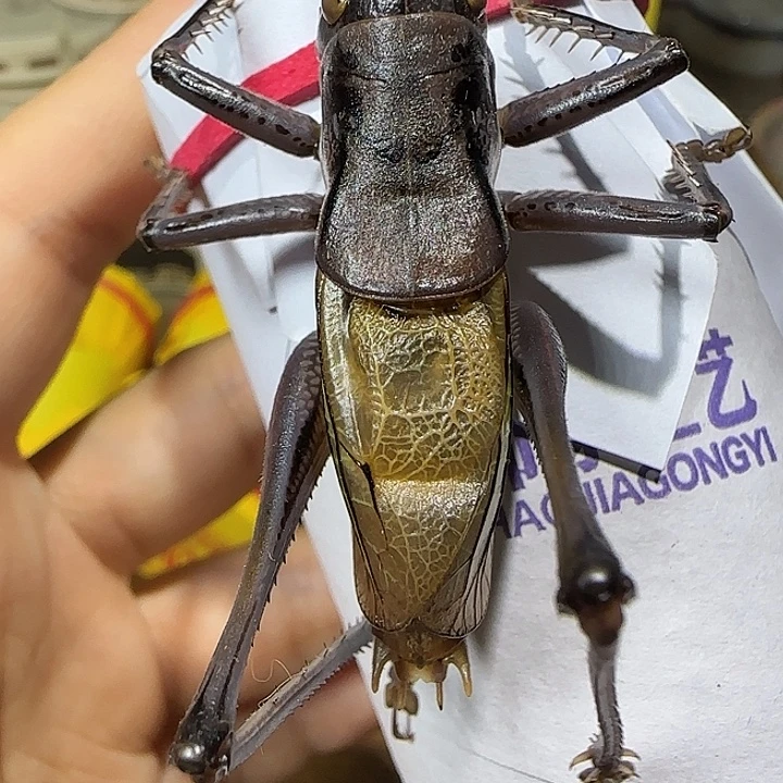 鸣虫虫具一条包邮