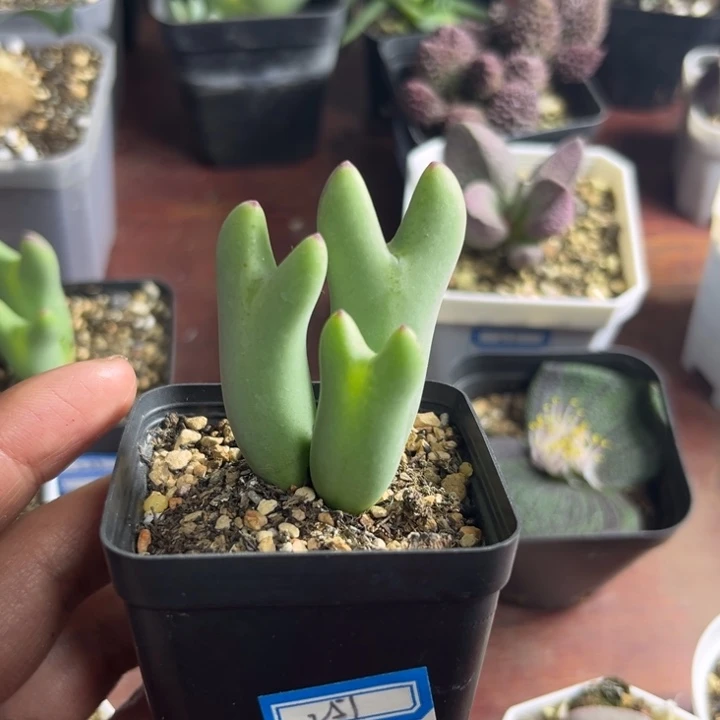 251 皮卡丘少将多肉