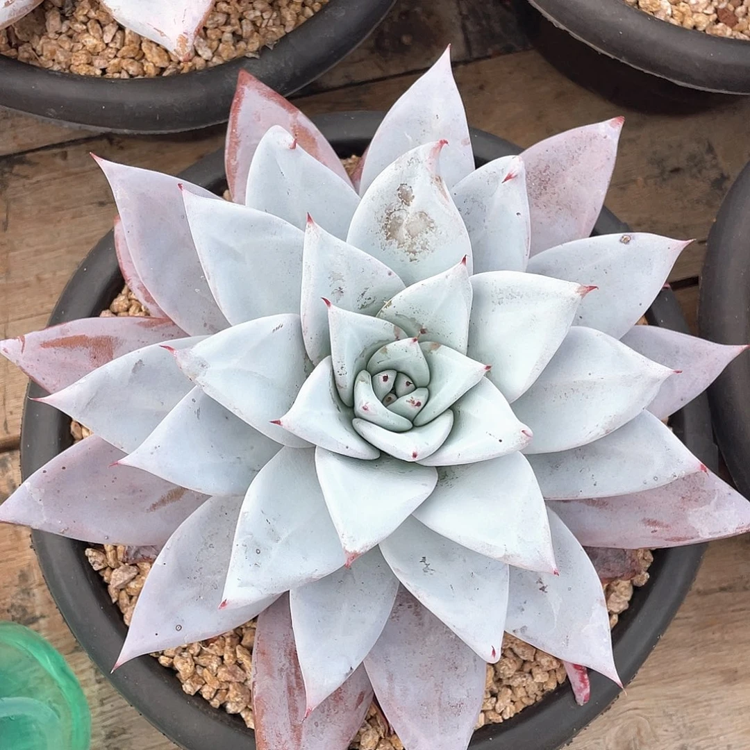 多肉植物一物一拍