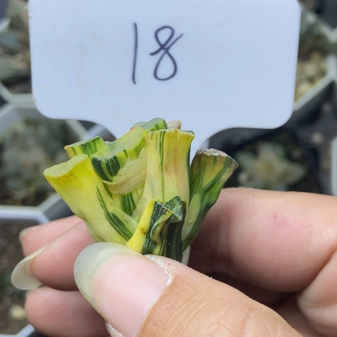 糊斑紫镜万象锦一物一拍