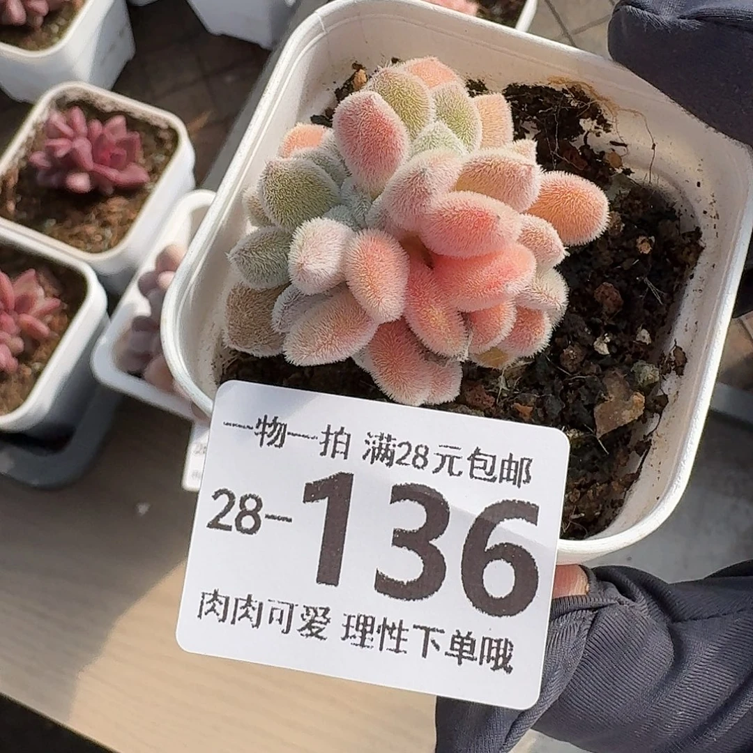 雪晃星缀化无盆土发货