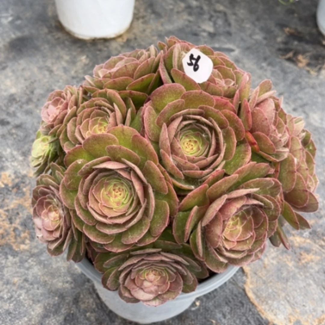 【闪购商品】56莎啦碗多肉法师