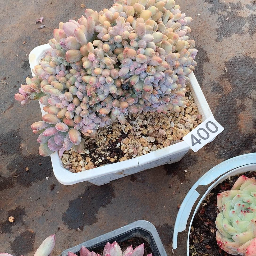 400缀 一物一拍多肉