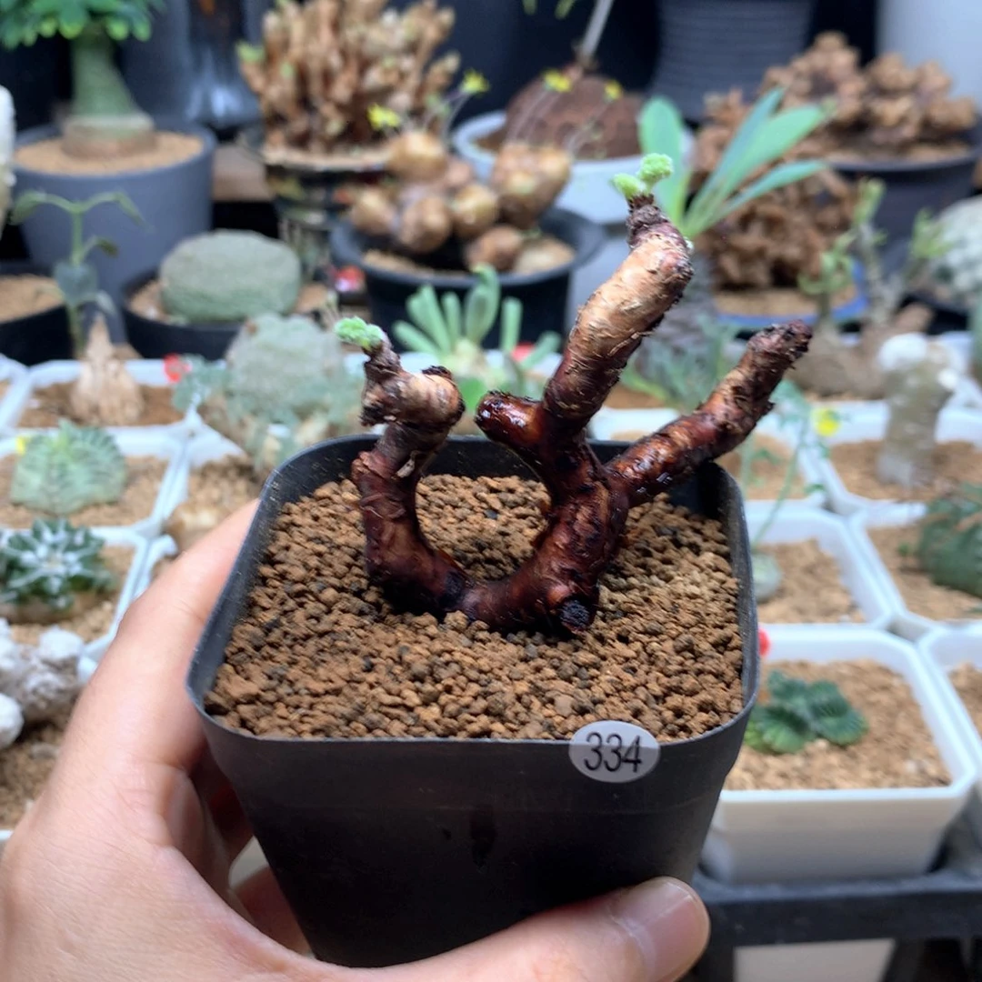 产地枝干杨葵带盆多肉