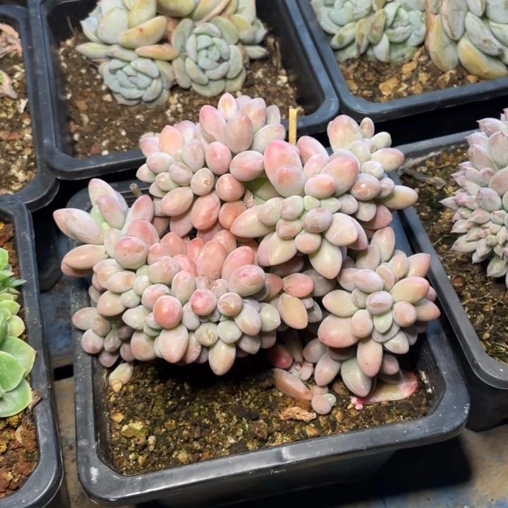 【闪购商品】汤圆缀