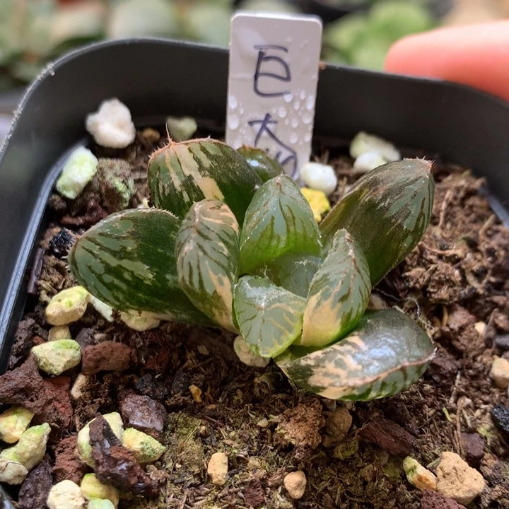 巨大化胭脂玉露锦一物一拍