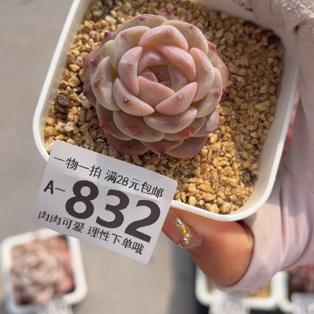 优选糖心多肉多肉多肉多肉