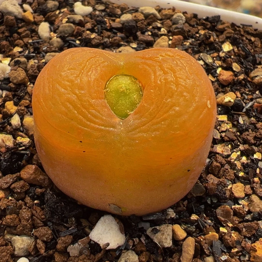 东***东水蜜桃多肉植物盆栽栽培