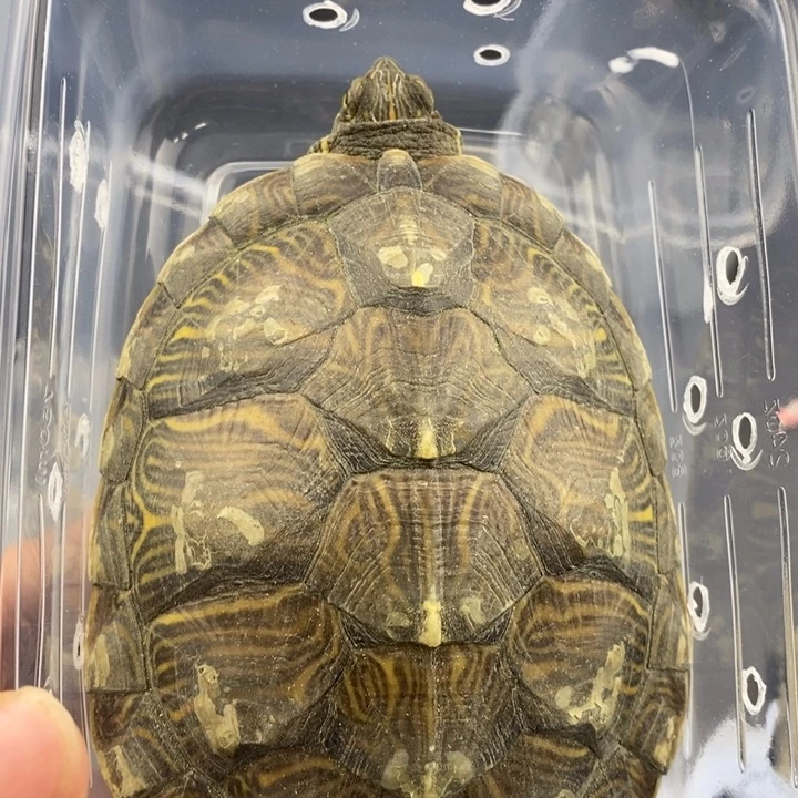 巴西彩龟母6666666