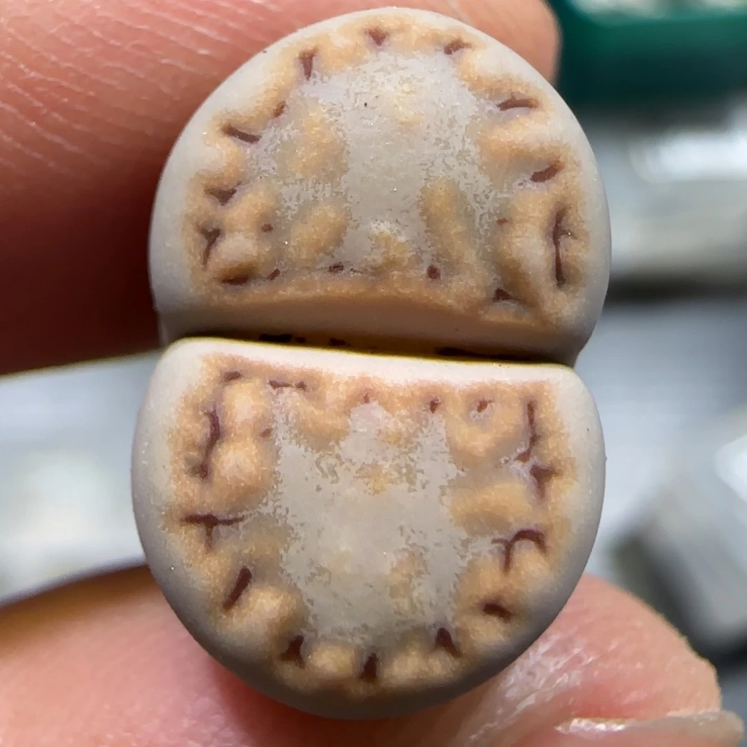 6.28。。。216饼干。。。2009