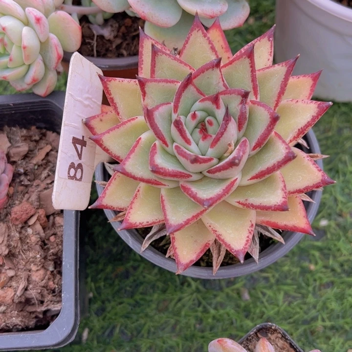 健健康康平平安安