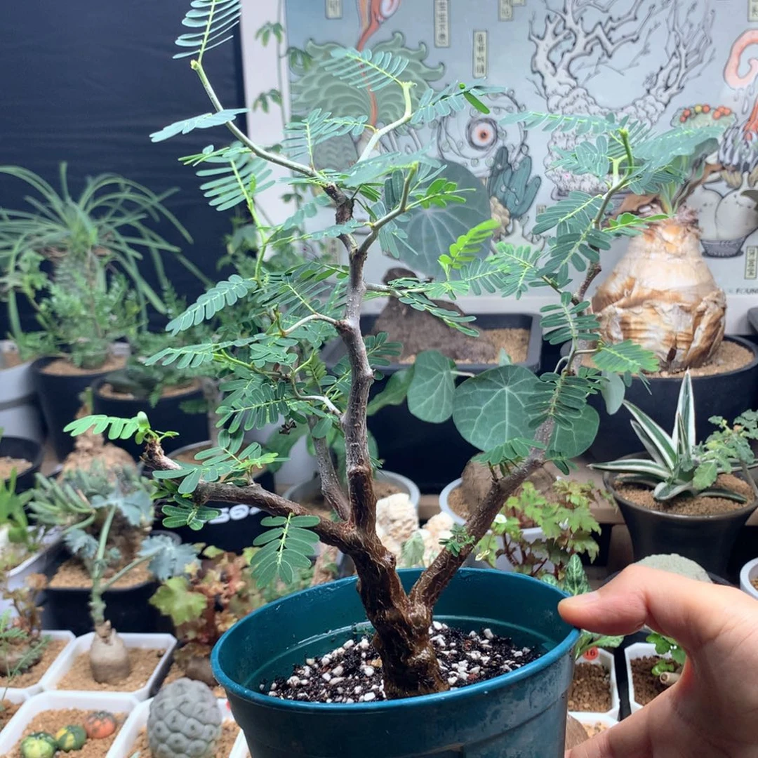 实生沙漠苏木带盆