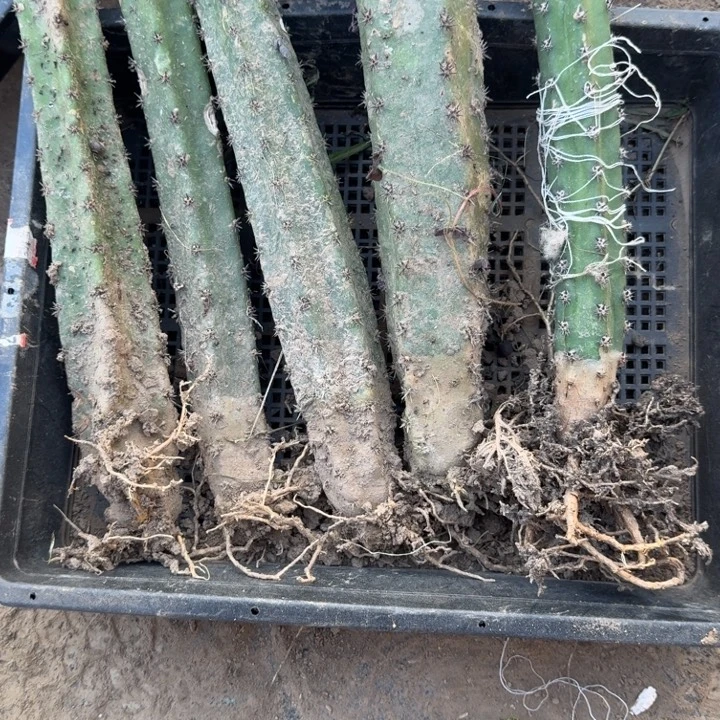 267砍头黑刺根脱土发货斑伤，20包邮