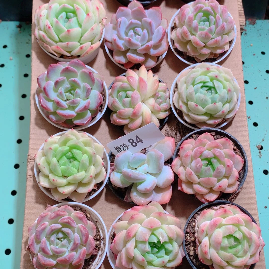 29-84一物一拍带盆18颗