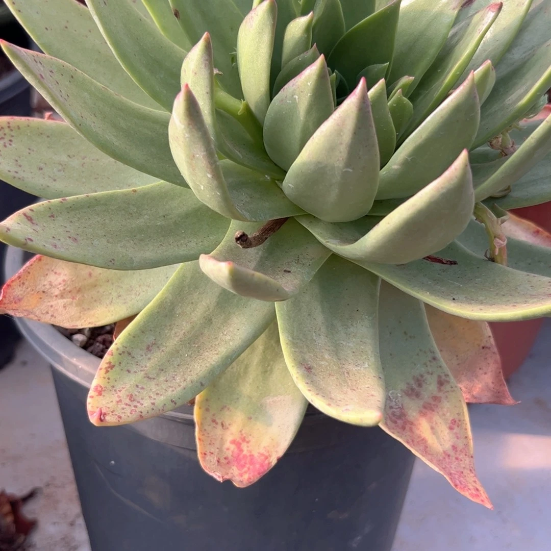 野生仙女杯一株进口